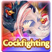 Cock Fighting